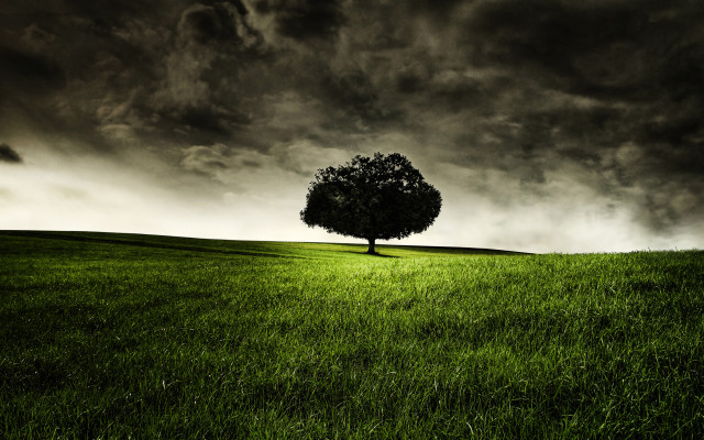 Lone tree grassy field cloudy #9 free wallpaper for desktop - medium preview image