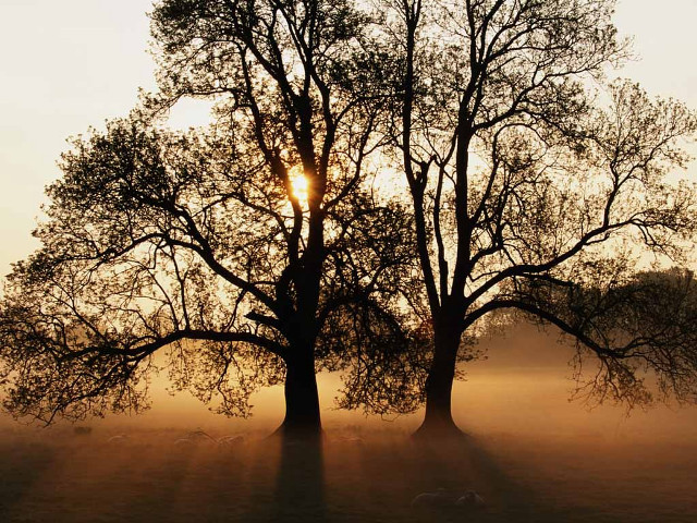 Trees field sun fog nature #2 free wallpaper for desktop - medium preview image