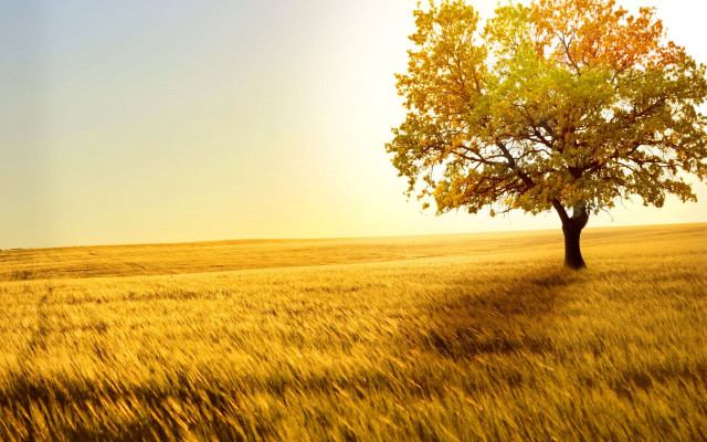 Lone tree golden field autumn free wallpaper for desktop - medium preview image