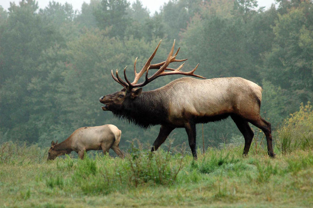 Majestic elk grazing forest nature free wallpaper for desktop - medium preview image