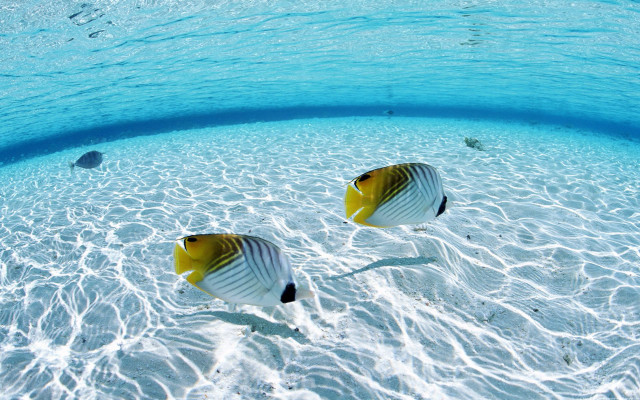 Two fish swimming shallow pool #3 free wallpaper for desktop - medium preview image