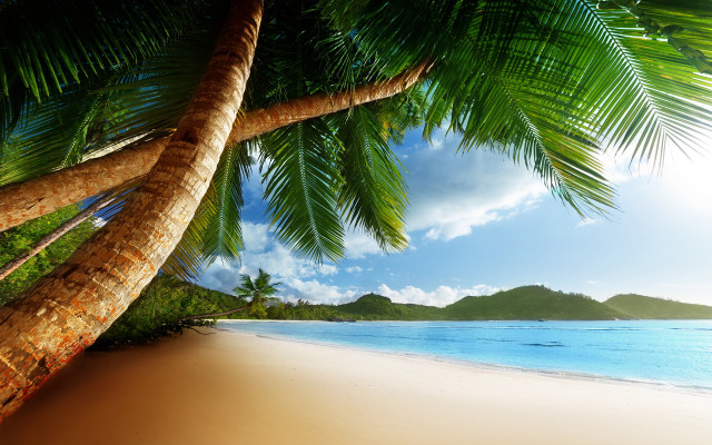 Palm tree beach blue sky #21 free wallpaper for desktop - medium preview image