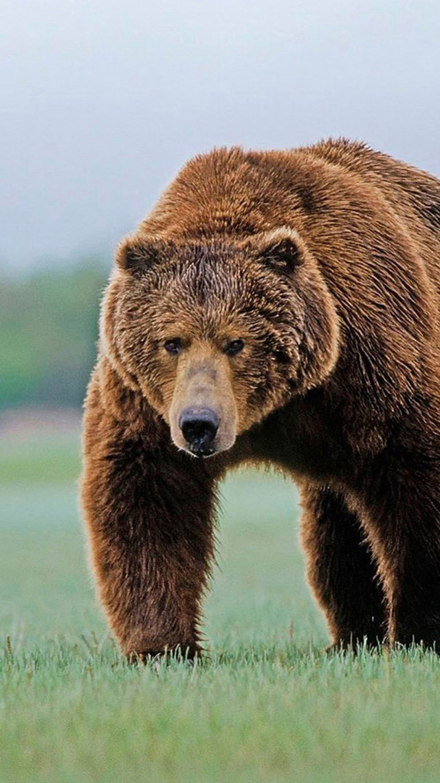 Large brown bear green field free wallpaper for mobile - medium preview image