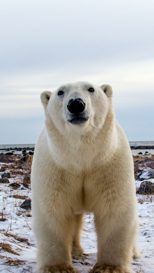 Polar bear snow camera sky free wallpaper for mobile - medium preview image