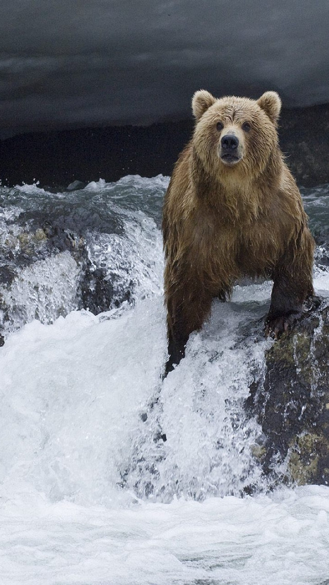 Brown bear rock river dark free wallpaper for mobile - medium preview image