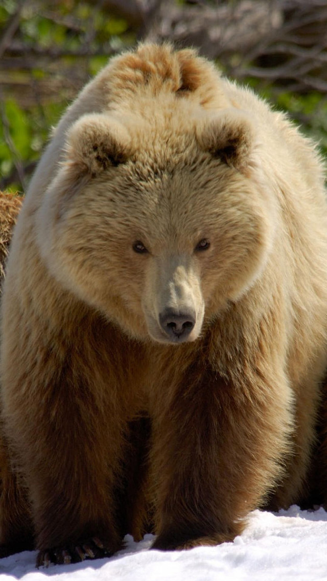 Bear walking snow near trees free wallpaper for mobile - medium preview image