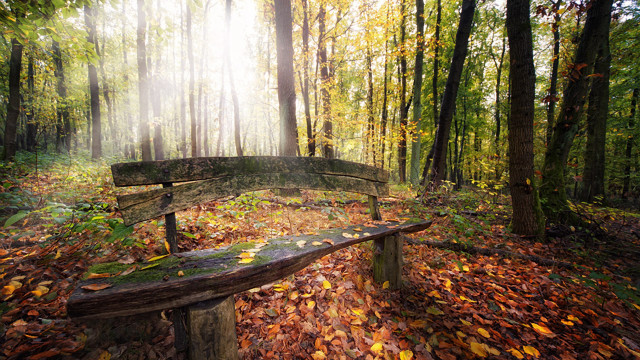 Bench forest leaves trees sunbeams free wallpaper for desktop - medium preview image