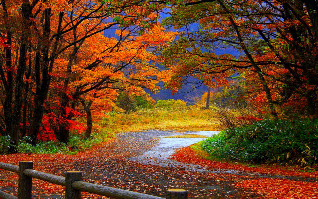 Fall road trees leaves fence free wallpaper for desktop - medium preview image
