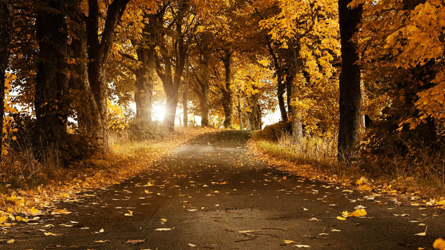 Road trees leaves bench sunshine free wallpaper for desktop - medium preview image
