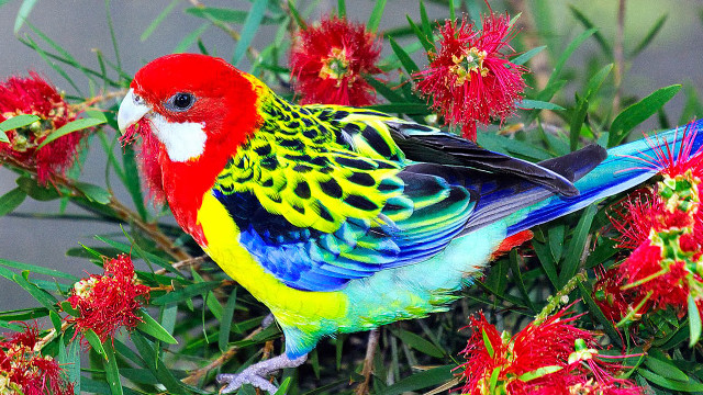 Colorful bird branch red flowers free wallpaper for desktop - medium preview image