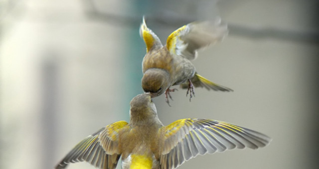 Two birds flying close beaks free wallpaper for desktop - medium preview image