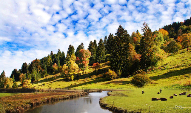 River forest trees cows grazing free wallpaper for desktop - medium preview image