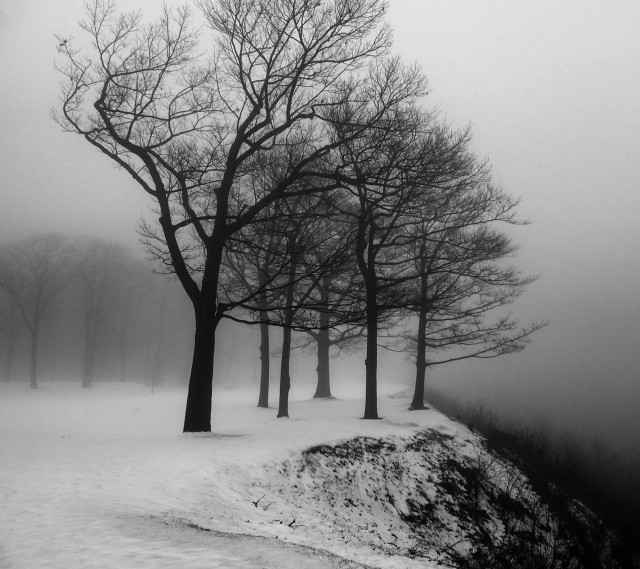 Black white trees snow hill free wallpaper for tablet - medium preview image