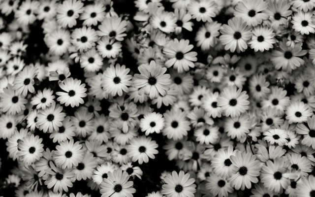 White flower bouquet black white free wallpaper for desktop - medium preview image