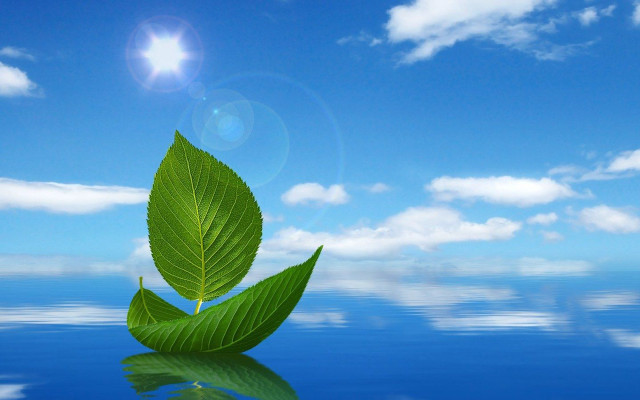 Green leaf water blue sky free wallpaper for desktop - medium preview image