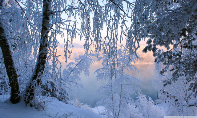 Snowy forest trees covered clouds free wallpaper for desktop - medium preview image