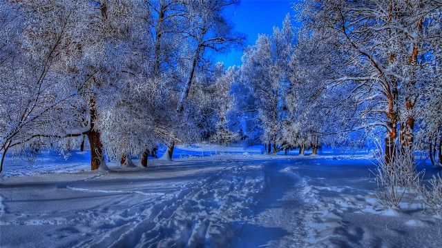 Snowy forest path blue sky #3 free wallpaper for desktop - medium preview image