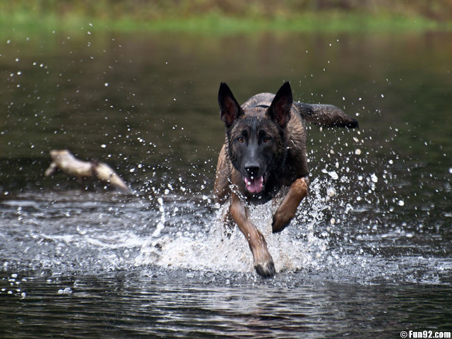 Dog running water bird flying free wallpaper for desktop - medium preview image