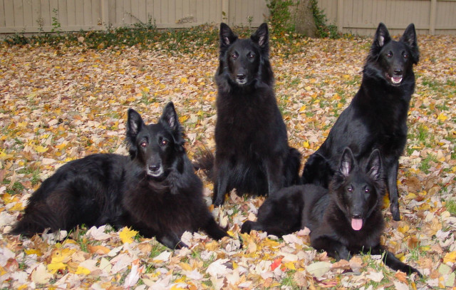 Black dogs leaves fence tree free wallpaper for desktop - medium preview image