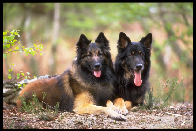 Two dogs laying grass tongues free wallpaper for desktop - medium preview image