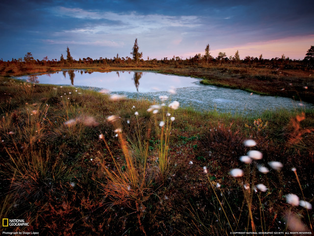 Pond grass trees dusk person free wallpaper for desktop - medium preview image