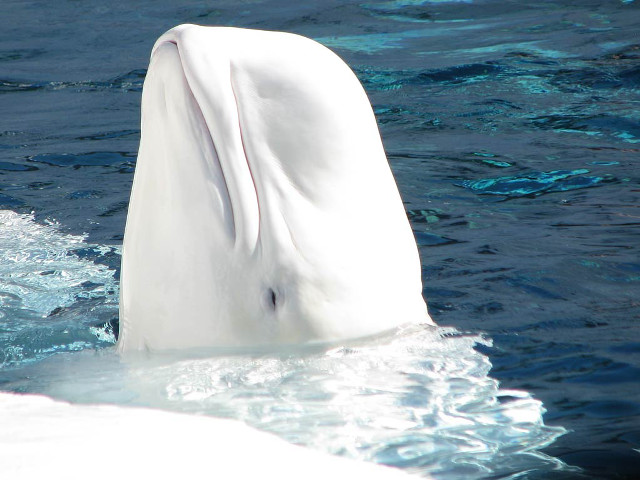 White animal swimming near boat free wallpaper for desktop - medium preview image