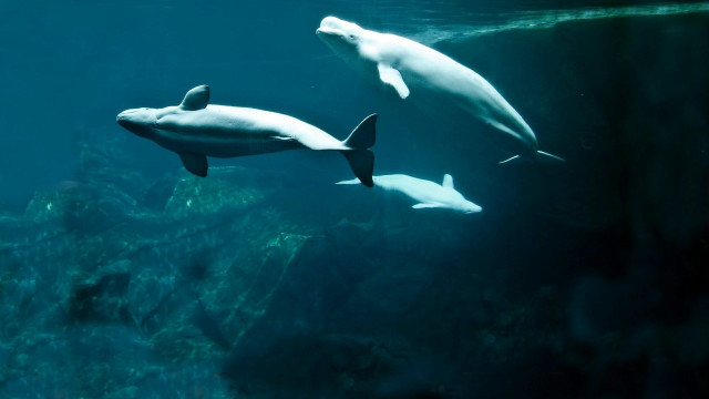 Dolphins swimming together in the free wallpaper for desktop - medium preview image
