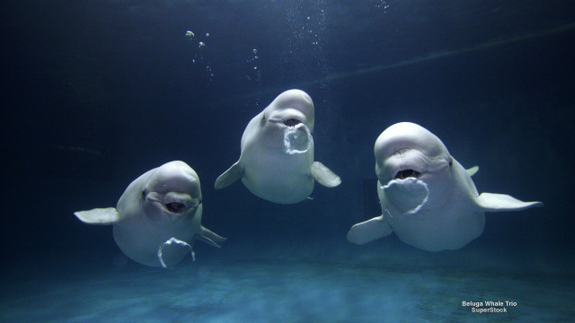 Three white dolphins swimming mouths free wallpaper for desktop - medium preview image