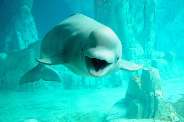 Dolphin swimming aquarium mouth wide free wallpaper for desktop - medium preview image