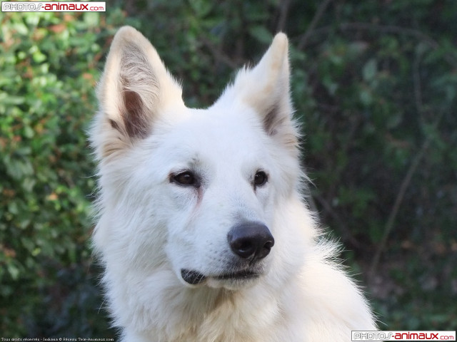 White dog black nose bush free wallpaper for desktop - medium preview image