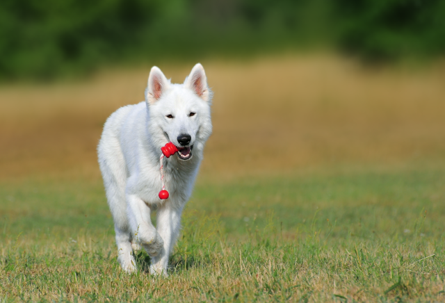 White dog running field red free wallpaper for desktop - medium preview image