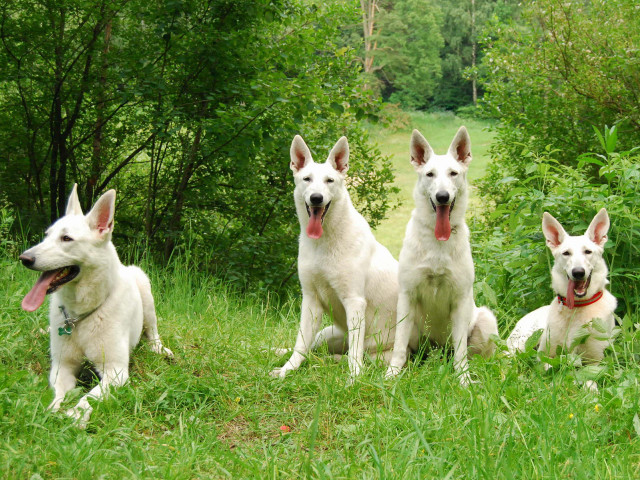 Four white dogs sitting grass free wallpaper for desktop - medium preview image