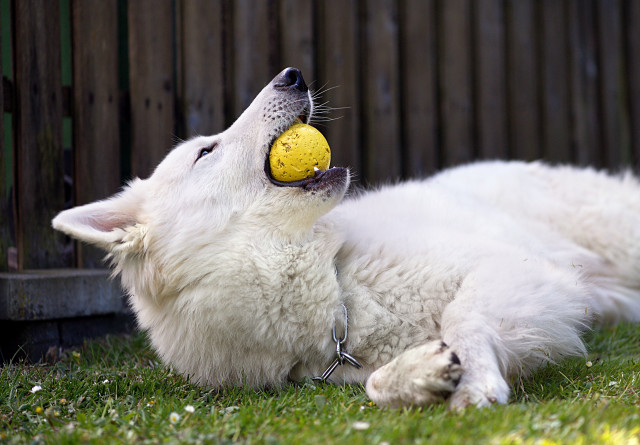 White dog laying back yellow free wallpaper for desktop - medium preview image