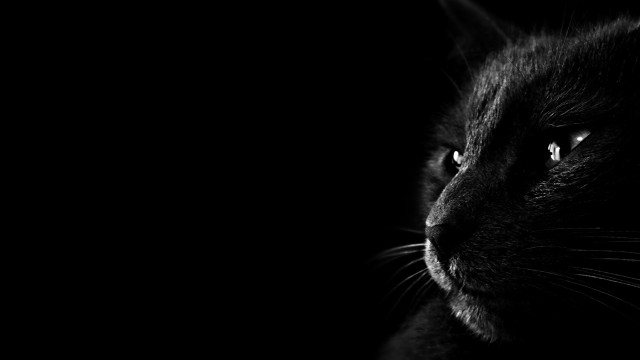 Black cat sad look dark #2 free wallpaper for desktop - medium preview image