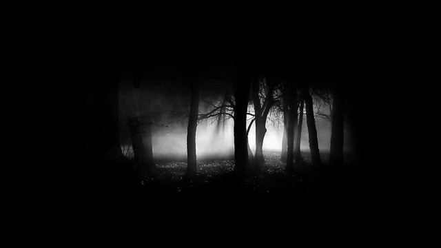 Dark forest fog trees night #2 free wallpaper for desktop - medium preview image