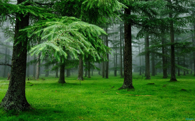 Forest trees grass foreground fog free wallpaper for desktop - medium preview image