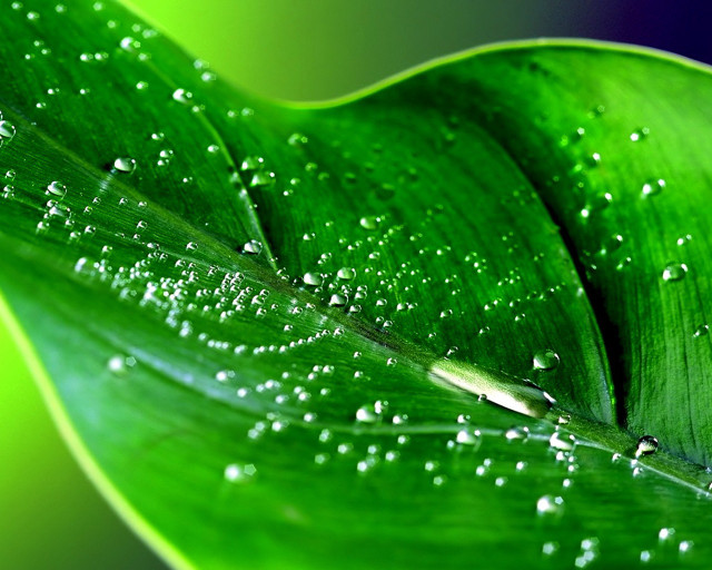 Green leaf water droplets blue free wallpaper for desktop - medium preview image