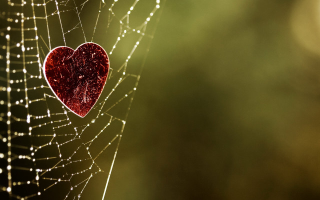 Spider web heart dewdrops center free wallpaper for desktop - medium preview image