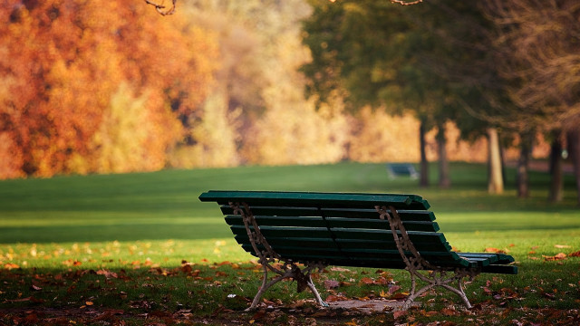 Park bench trees leaves ground free wallpaper for desktop - medium preview image