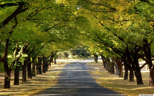 Road trees grass forest green #2 free wallpaper for desktop - medium preview image