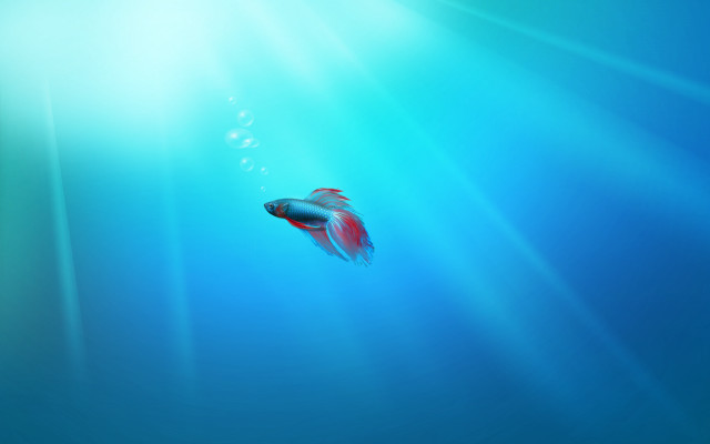 Fish swimming blue water sunlight free wallpaper for desktop - medium preview image