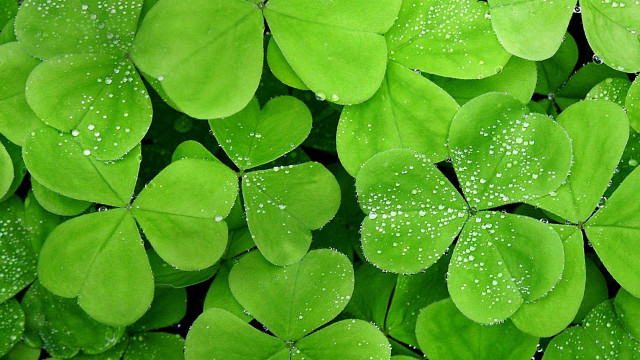 Close up green leaves water #2 free wallpaper for desktop - medium preview image
