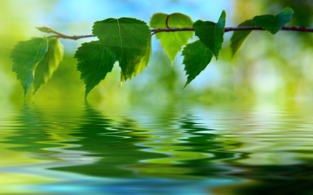 Branch leaves reflection water sunny free wallpaper for desktop - medium preview image