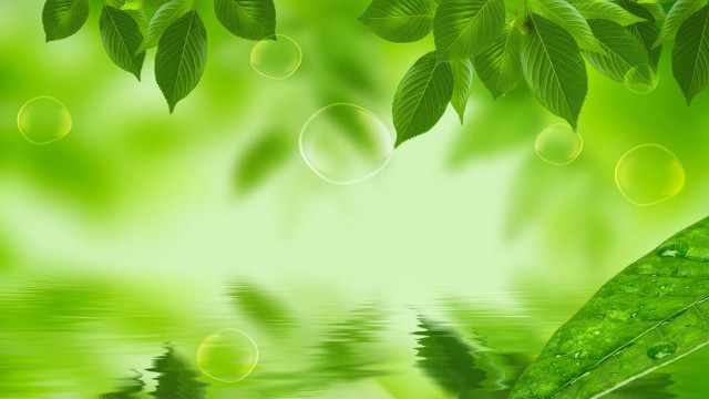 Green background leaves water drops free wallpaper for desktop - medium preview image