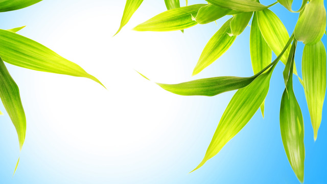 Green leafy plant sunny day free wallpaper for desktop - medium preview image