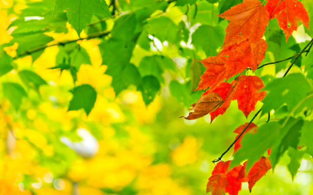 Tree red leaves green leaves free wallpaper for desktop - medium preview image