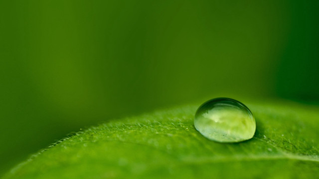 Water drop green leaf blurry #10 free wallpaper for desktop - medium preview image