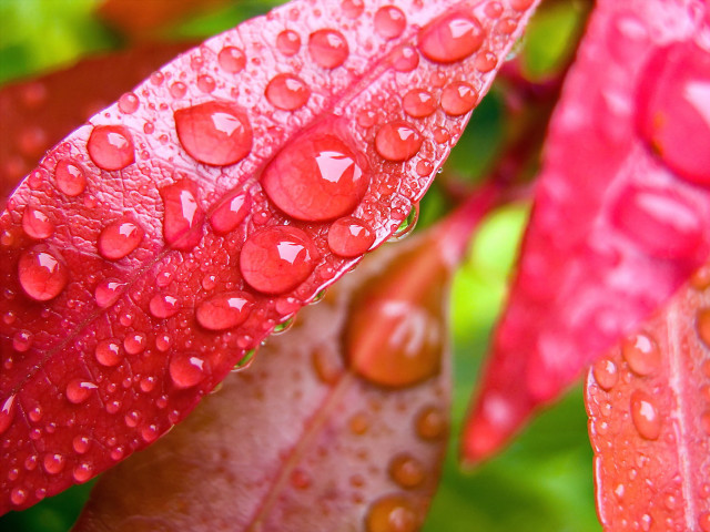 Red leaf water droplets green free wallpaper for desktop - medium preview image