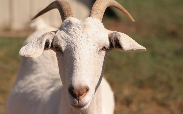 Goat long horns field grass free wallpaper for desktop - medium preview image