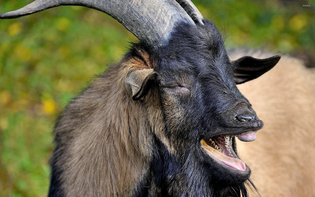 Goat large horns field grass free wallpaper for desktop - medium preview image